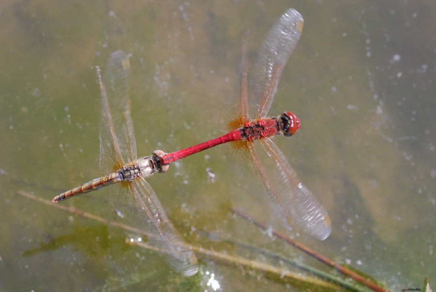 in due  meglio: Sympetrum fonscolombii